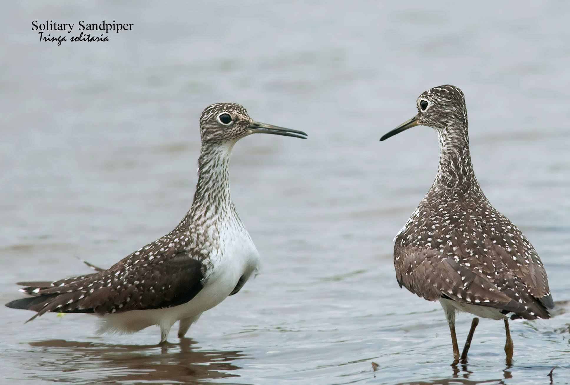Solitary Sandpiper